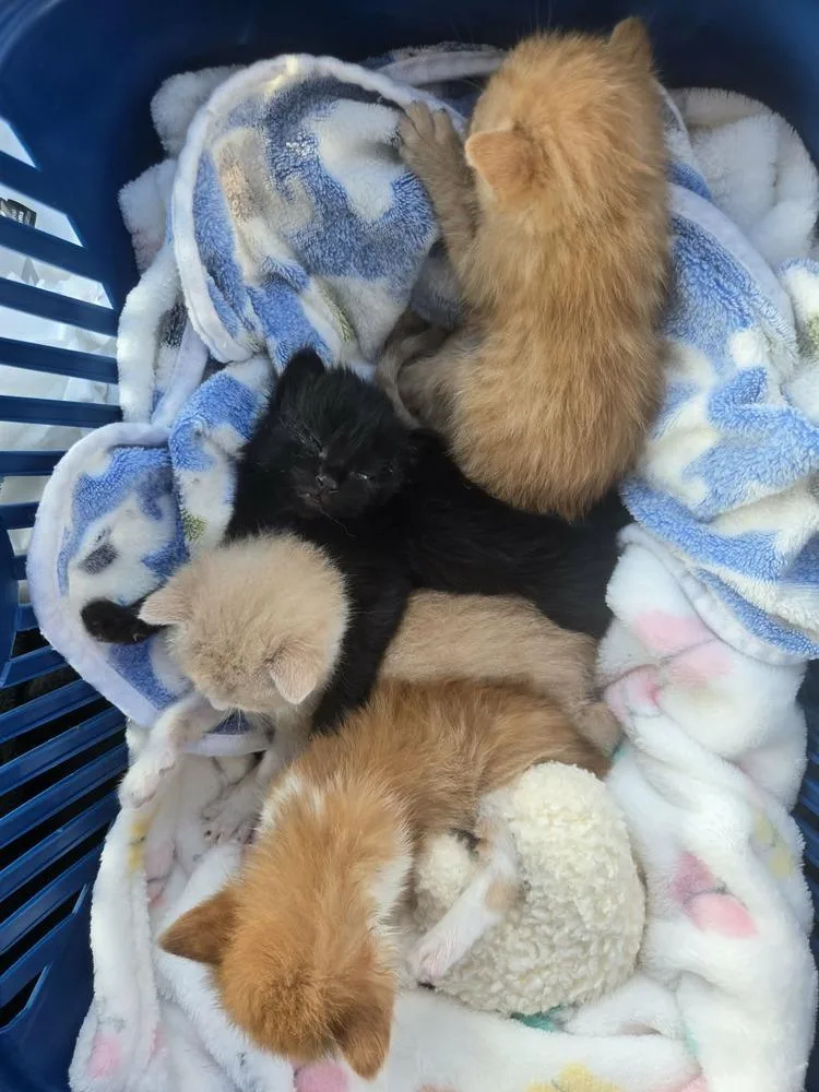 A baby medium-sized male Domestic Short Hair cat named Buzz for adoption in Salinas, CA