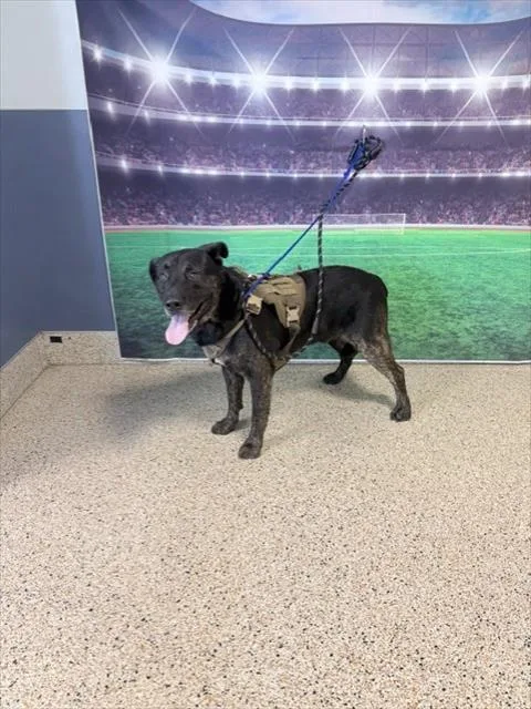 A young large-sized male German Shepherd Dog dog named Kujo for adoption in Miami, FL