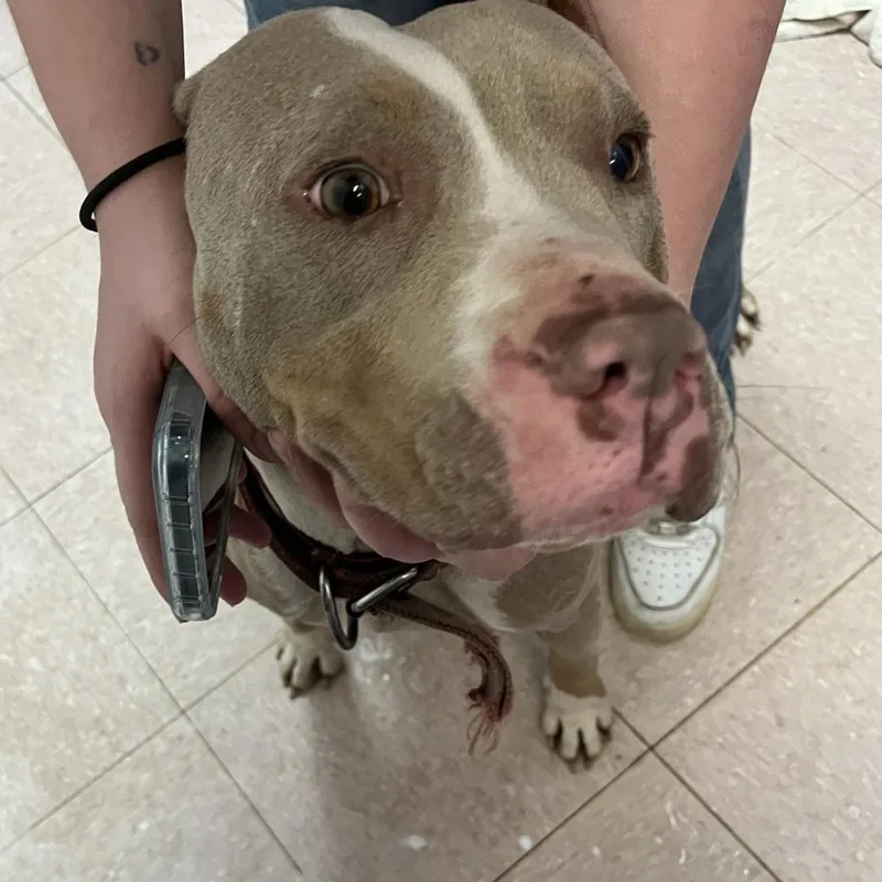An adult medium-sized female Brown / Chocolate Pit Bull Terrier dog named Roxie for adoption in Lufkin, TX