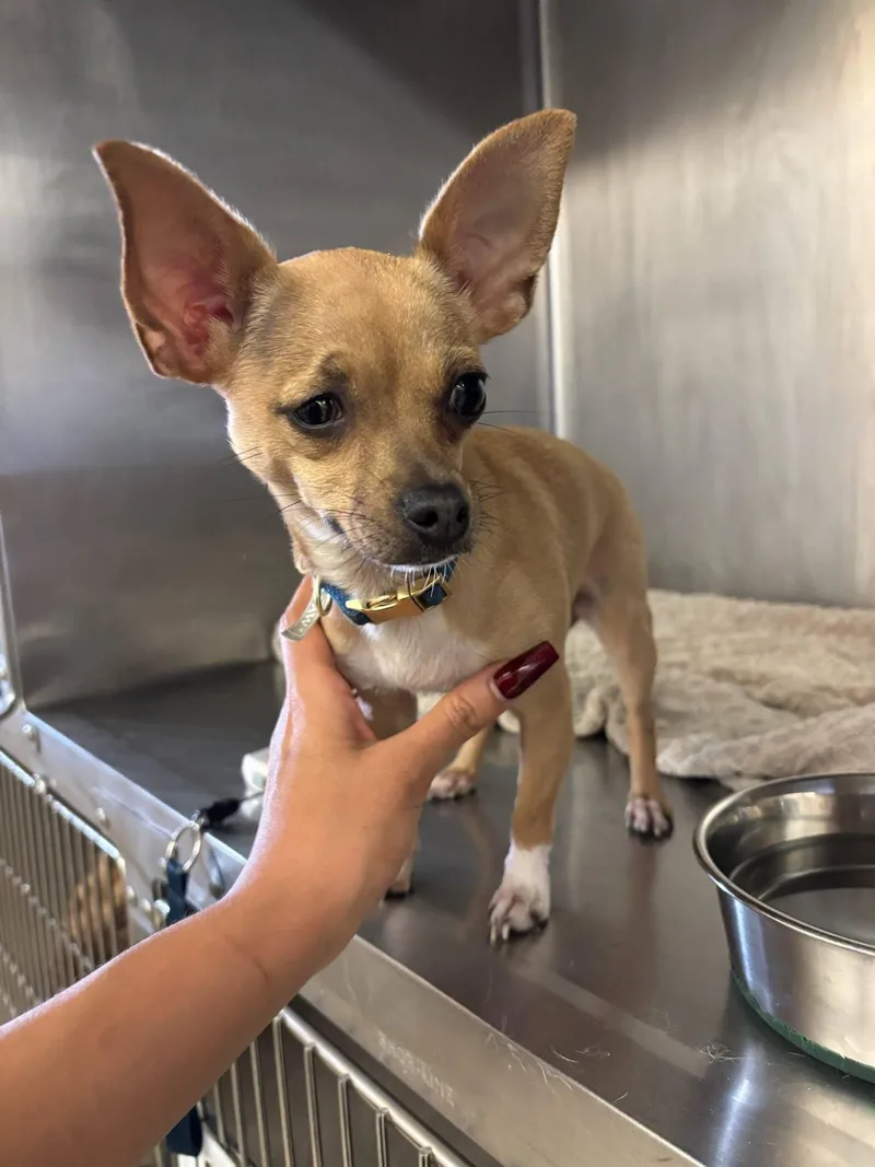 A young small-sized female Chihuahua dog named QTee for adoption in Austin, TX
