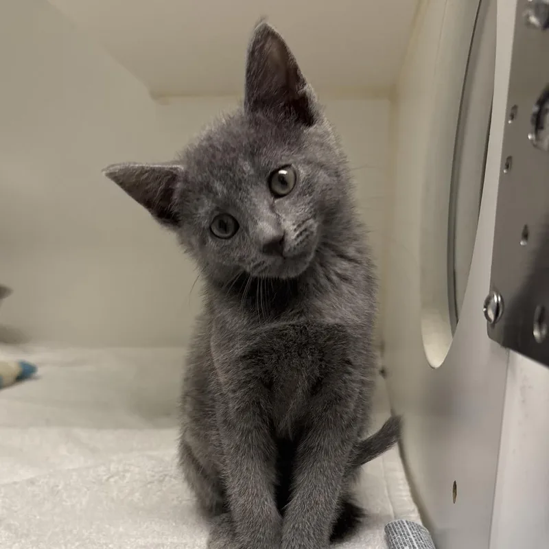 A baby small-sized female Gray / Blue / Silver Domestic Short Hair cat named Costco for adoption in Naperville, IL