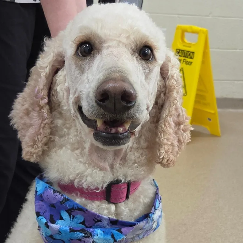An adult medium-sized female White / Cream Standard Poodle dog named Millie for adoption in Zanesville, OH