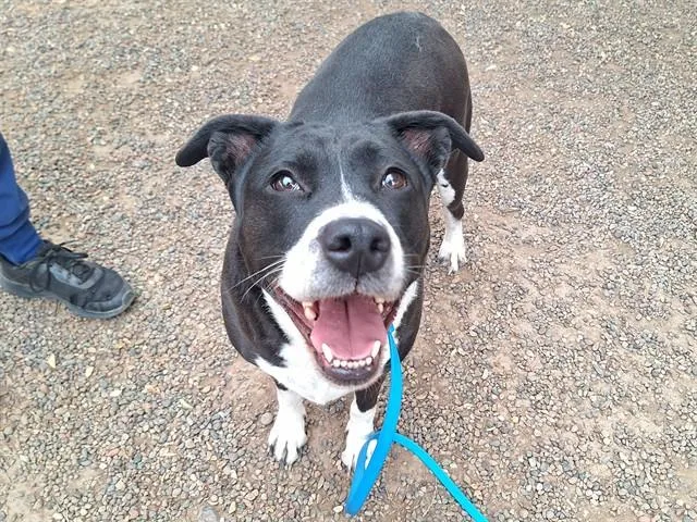 An adult large-sized female Pit Bull Terrier dog named Bacardi for adoption in Phoenix, AZ