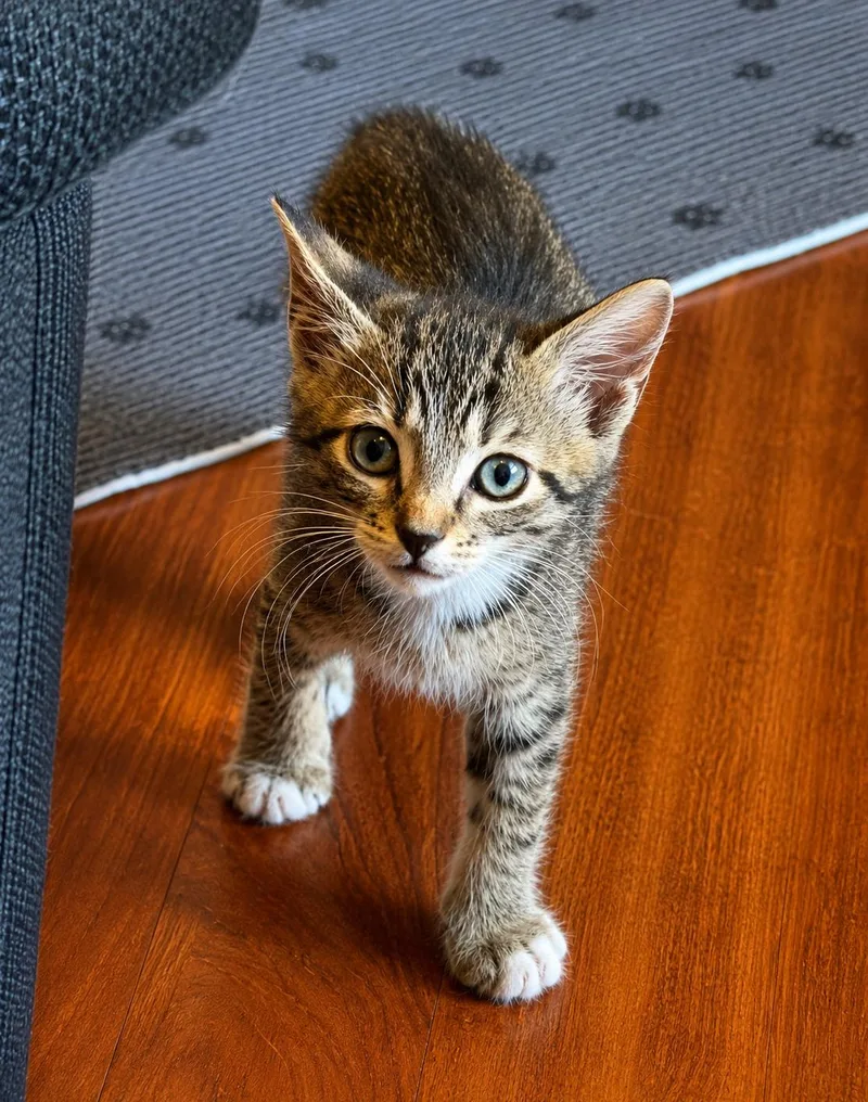 A baby medium-sized male Tabby cat named Luca for adoption in Royal Palm Beach, FL