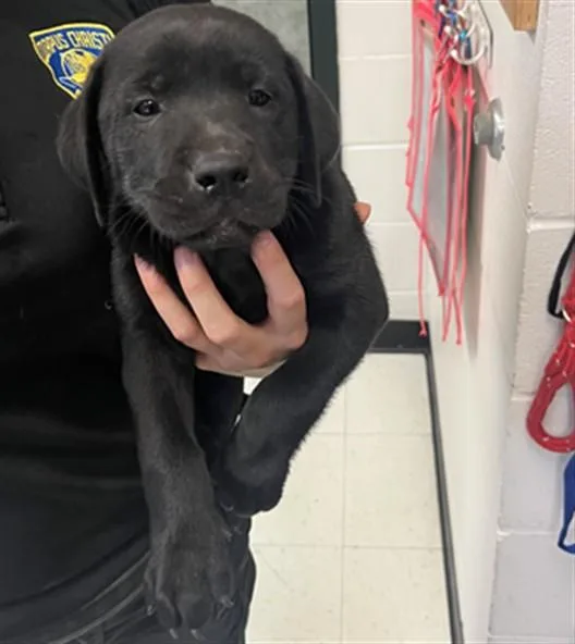 A baby small-sized male Labrador Retriever dog named Busch for adoption in Corpus Christi, TX