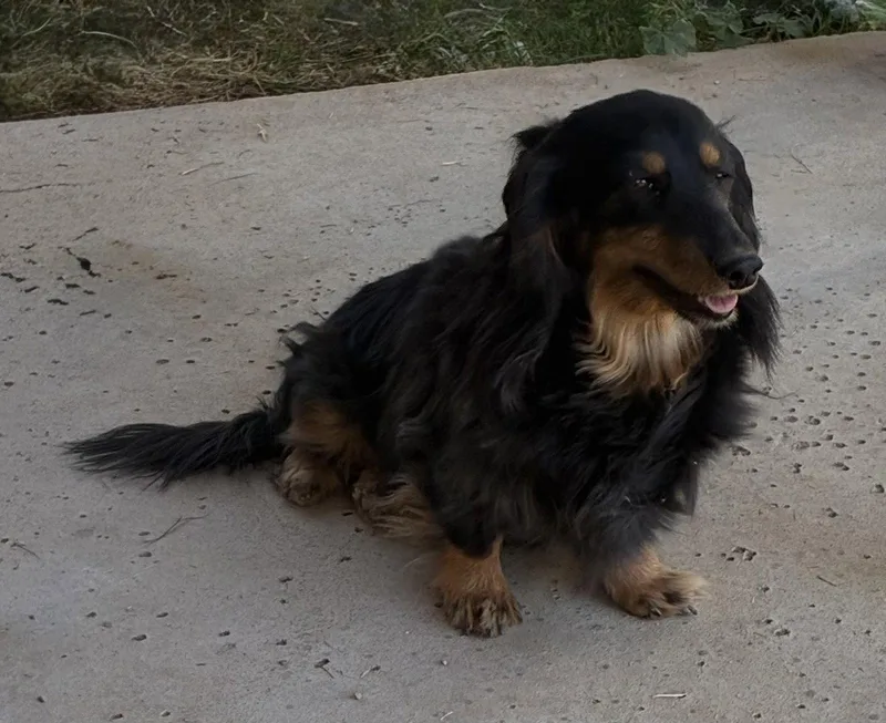 An adult small-sized female Dachshund dog named Willow for adoption in Hesperia, CA