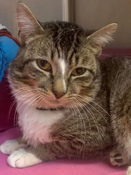 Chestnut thumbnail 2