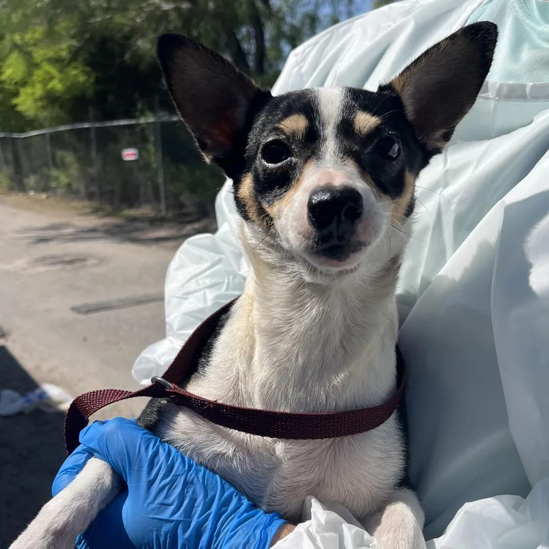 A senior small-sized male Chihuahua dog named Stefan for adoption in Edinburg, TX