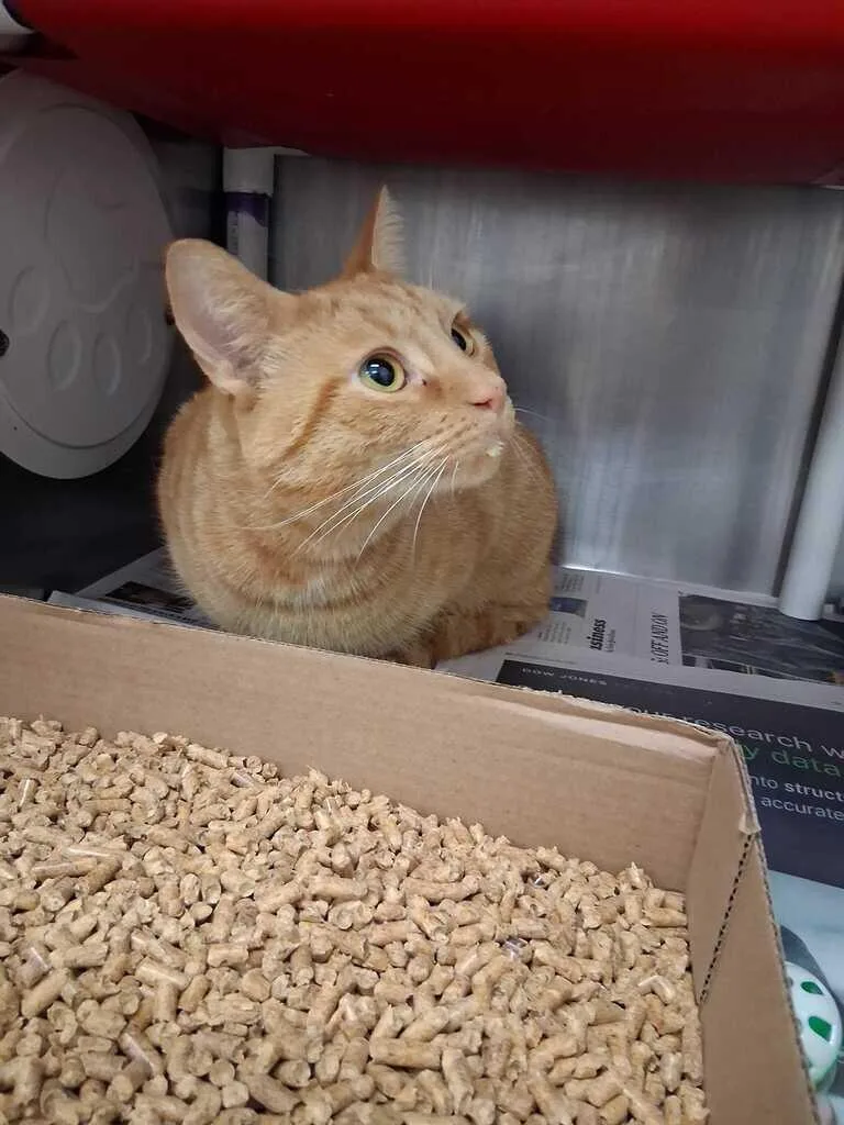 An adult large-sized male Orange / Red Domestic Short Hair cat named Omelette for adoption in Cincinnati, OH