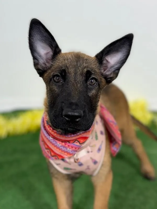 A baby medium-sized female Brown / Chocolate Belgian Shepherd / Malinois dog named Leia for adoption in Carlsbad, CA