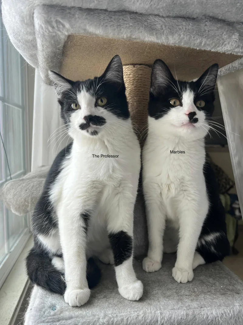 A baby medium-sized female Tuxedo cat named The Professor for adoption in Fort Collins, CO