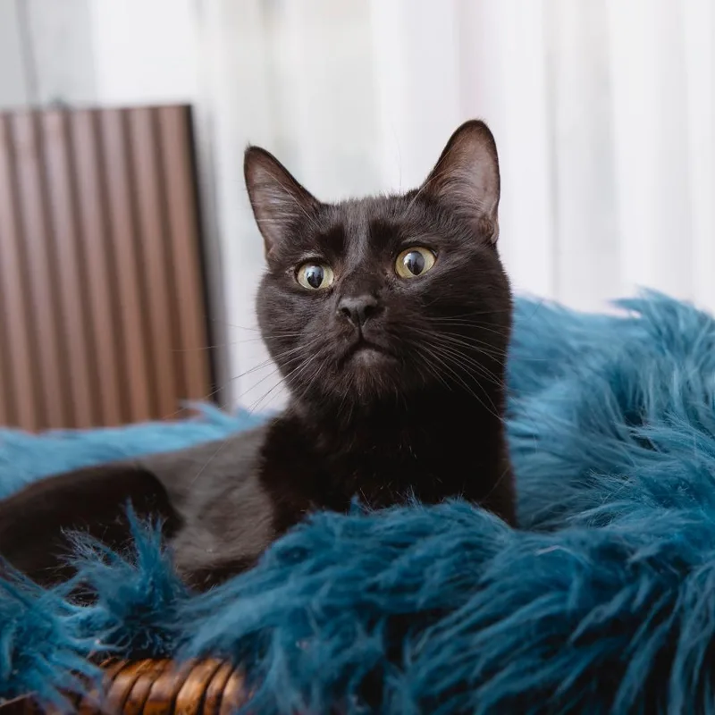 An adult medium-sized male Domestic Short Hair cat named Remmy for adoption in Los Angeles, CA