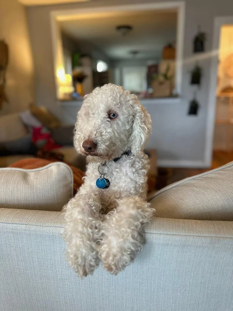 A young medium-sized female Standard Poodle dog named Quinn for adoption in Fenton, MO