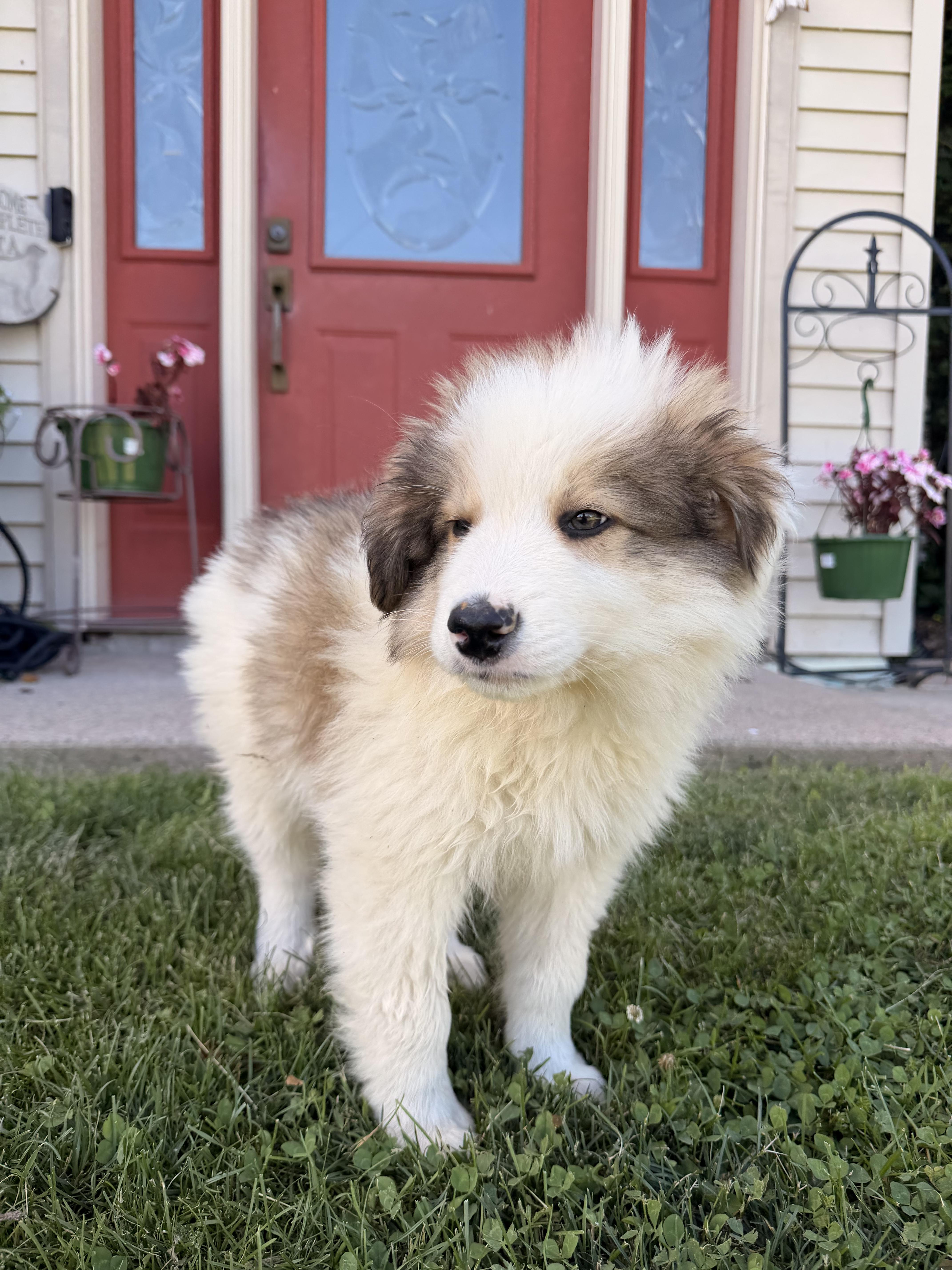 A baby large-sized male Bicolor Great Pyrenees dog named Storm for adoption in North Freedom, WI