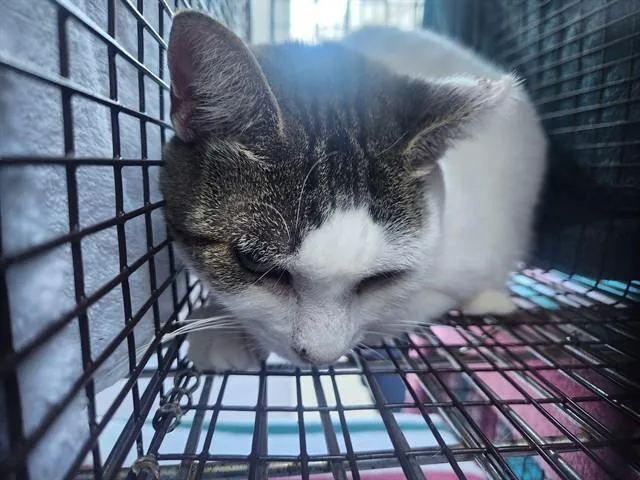 An adult small-sized female Domestic Short Hair cat named Rain for adoption in Fort Lauderdale, FL