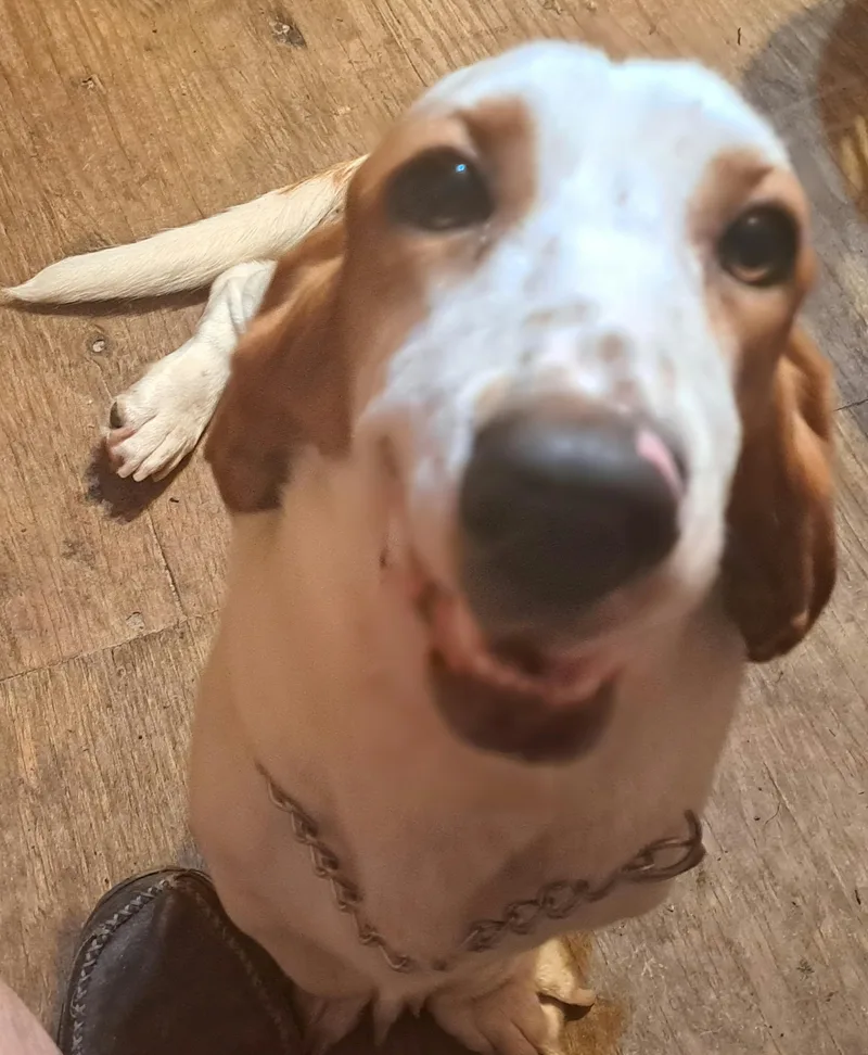 Coda