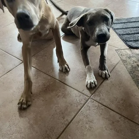 A young medium-sized female Mixed Breed dog named Bailey & Bubba for adoption in Albuquerque, NM