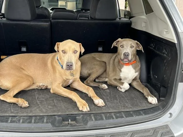 Bailey & Bubba thumbnail 2