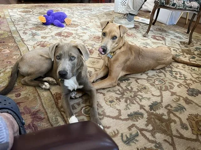 Bailey & Bubba thumbnail 3