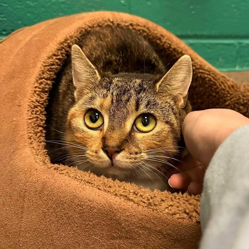 An adult medium-sized female Torbie Domestic Short Hair cat named Bean for adoption in Fredericksburg, VA