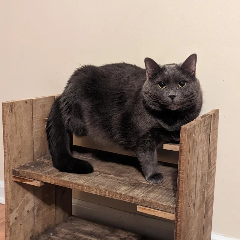 An adult extra large-sized female Gray / Blue / Silver Domestic Medium Hair cat named Emelia for adoption in Harrisonburg, VA