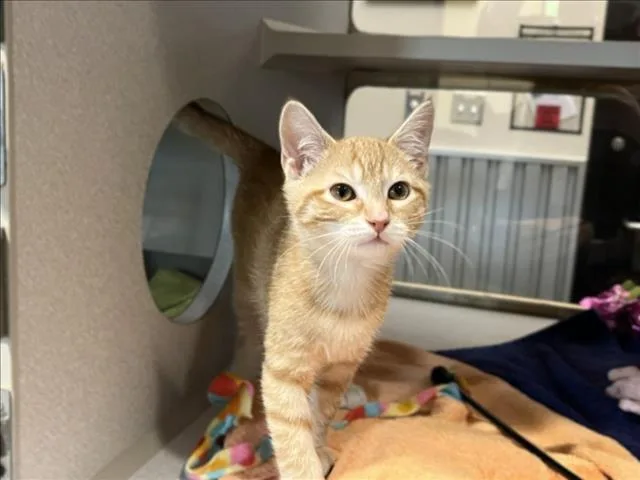 A baby small-sized male Domestic Short Hair cat named Derek for adoption in Chapel Hill, NC