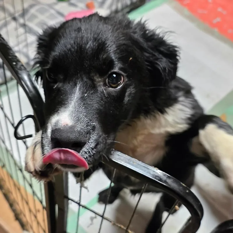 A baby medium-sized male Black Labrador Retriever dog named Batman for adoption in Alexandria, VA