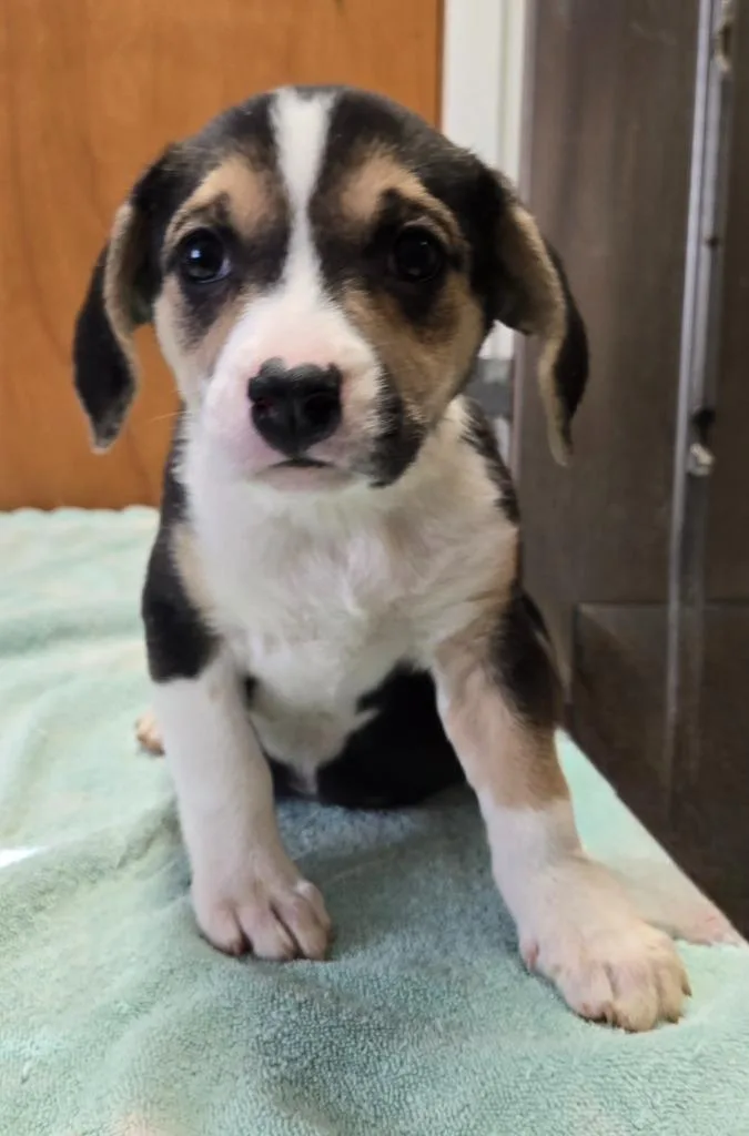 A baby small-sized female Hound dog named Sunny for adoption in Sandusky, OH