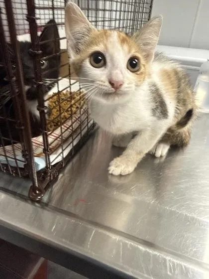 A young small-sized female Domestic Short Hair cat named b Daphne for adoption in North Charleston, SC