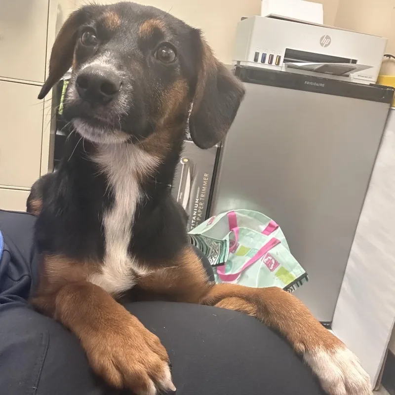 A baby medium-sized female Mixed Breed dog named Emily for adoption in Mount Gilead, NC