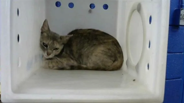 A young small-sized female Domestic Short Hair cat named Mama for adoption in Albuquerque, NM