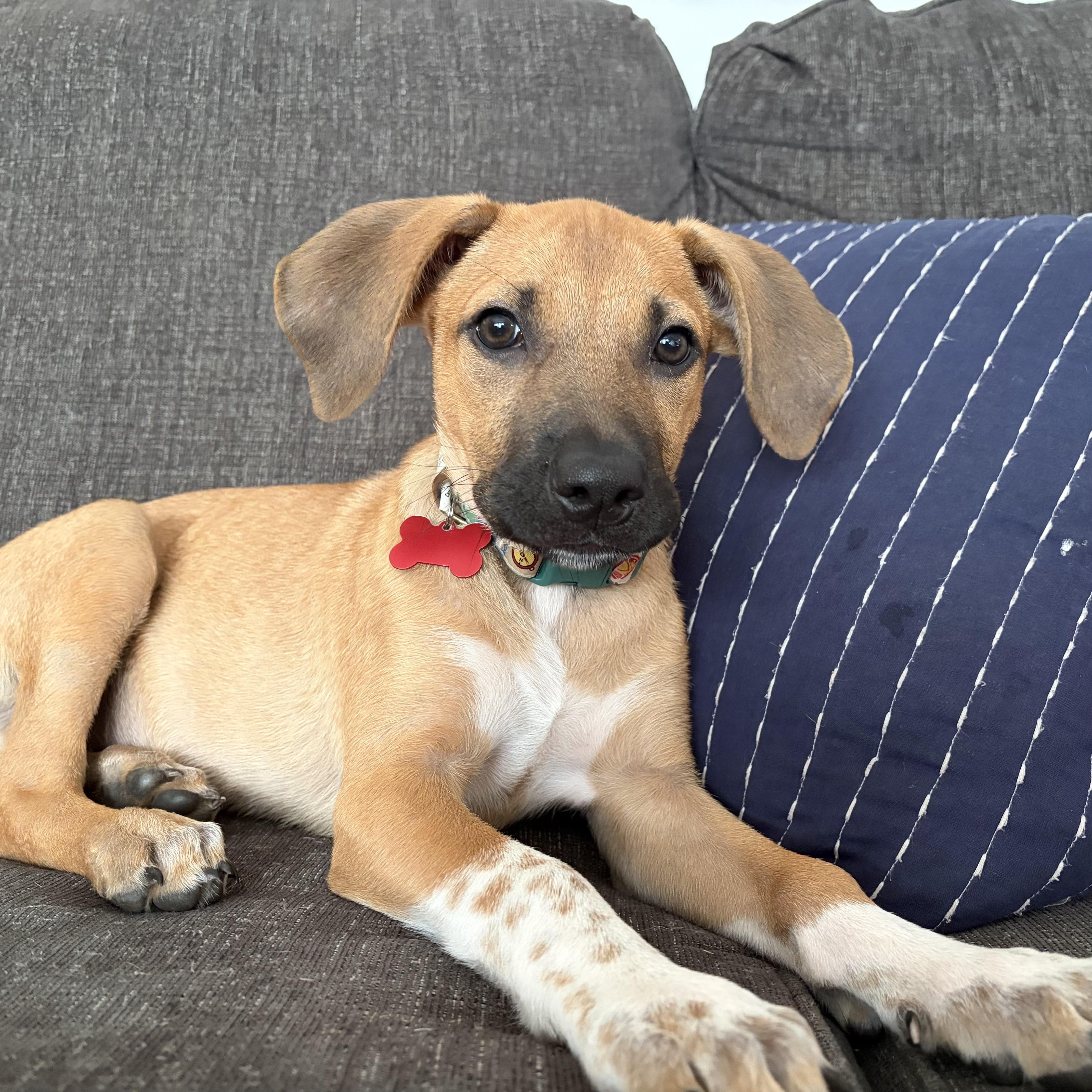 A baby medium-sized male Yellow / Tan / Blond / Fawn Black Mouth Cur dog named Gizmo for adoption in Prior Lake, MN