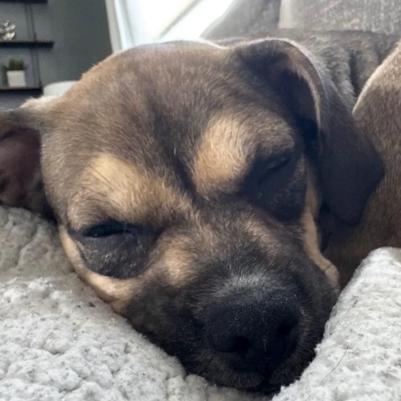 A baby medium-sized female Pug dog named Cookie Dough for adoption in Philadelphia, PA