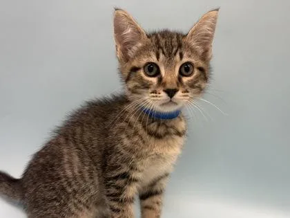 A baby small-sized male Domestic Short Hair cat named Goofy for adoption in Woodbury, MN