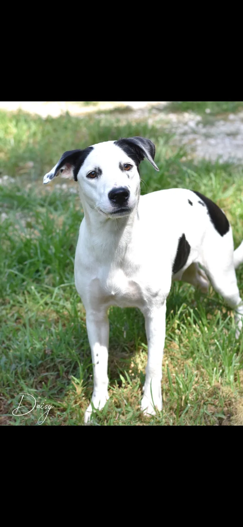 An adult medium-sized female White / Cream Mixed Breed dog named Daisy for adoption in Crosby, TX