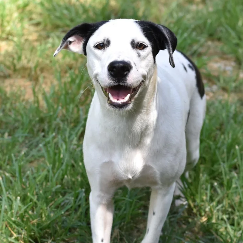 Daisy thumbnail 3