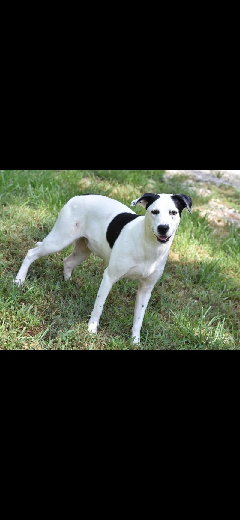Daisy thumbnail 4