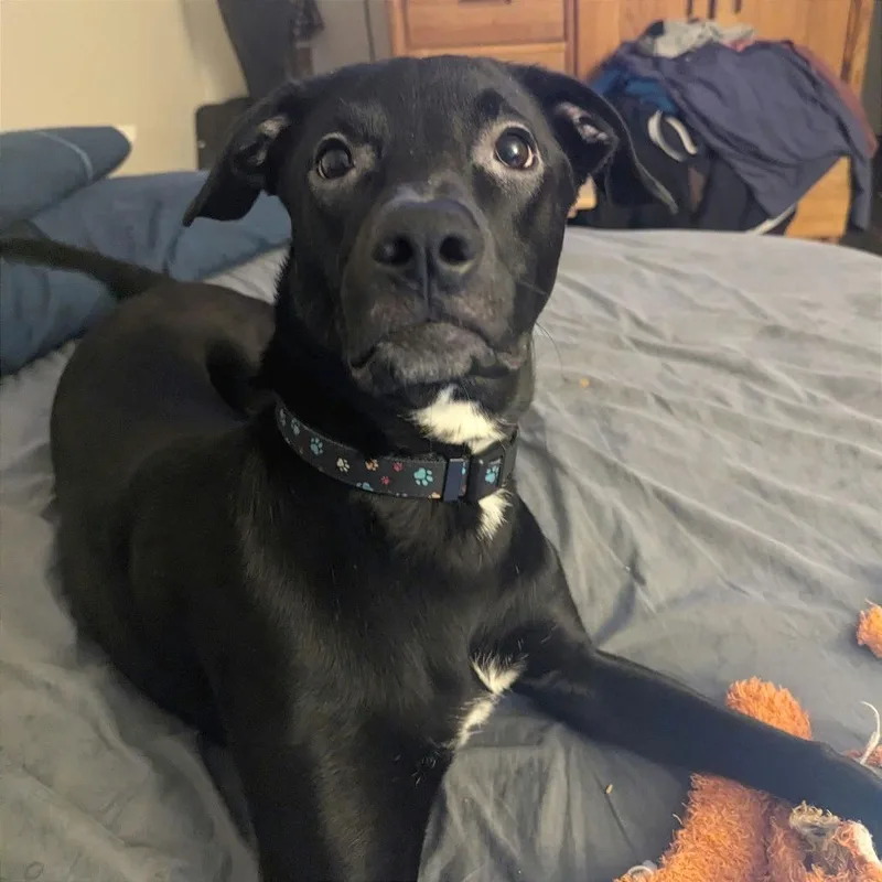 An adult medium-sized female Chocolate Labrador Retriever dog named Ivy for adoption in Reno, NV