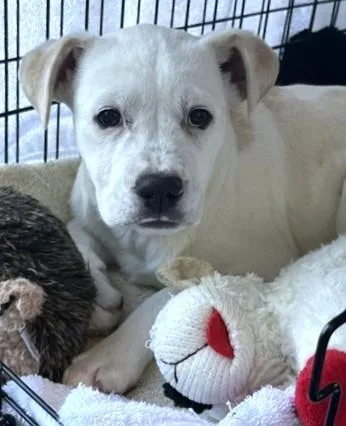 A baby medium-sized female Labrador Retriever dog named Destin for adoption in Dedham, MA