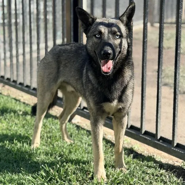 A young large-sized male Belgian Shepherd / Malinois dog named Ghost for adoption in Riverside, CA