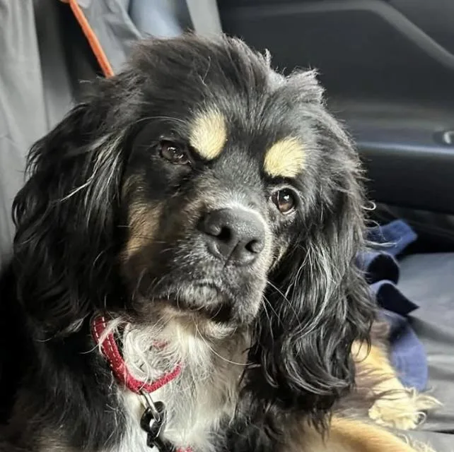 Lisa Frank thumbnail 2