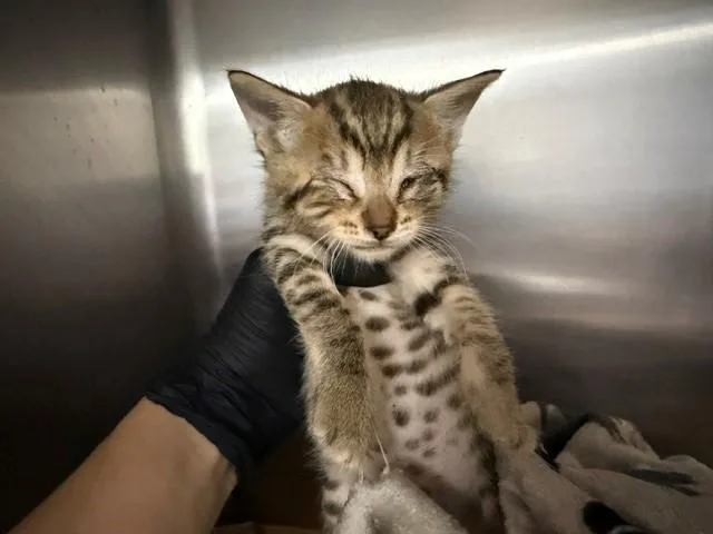 A baby small-sized female Domestic Short Hair cat named Big for adoption in Fairfield, CA