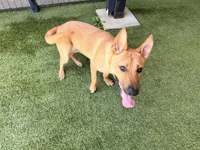 A young medium-sized male Carolina Dog dog named R. Jr for adoption in Garland, TX