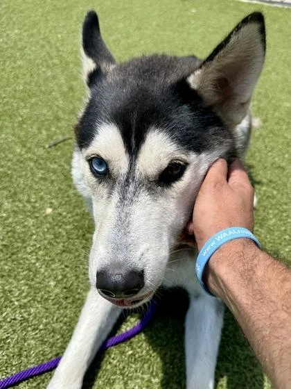 A young large-sized male Black Mixed Breed dog named Sharkboy for adoption in Wichita, KS