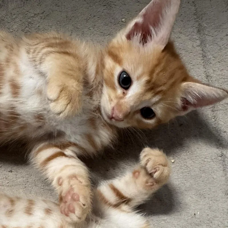 A baby small-sized male Orange / Red Domestic Short Hair cat named Cheez It for adoption in Brea, CA