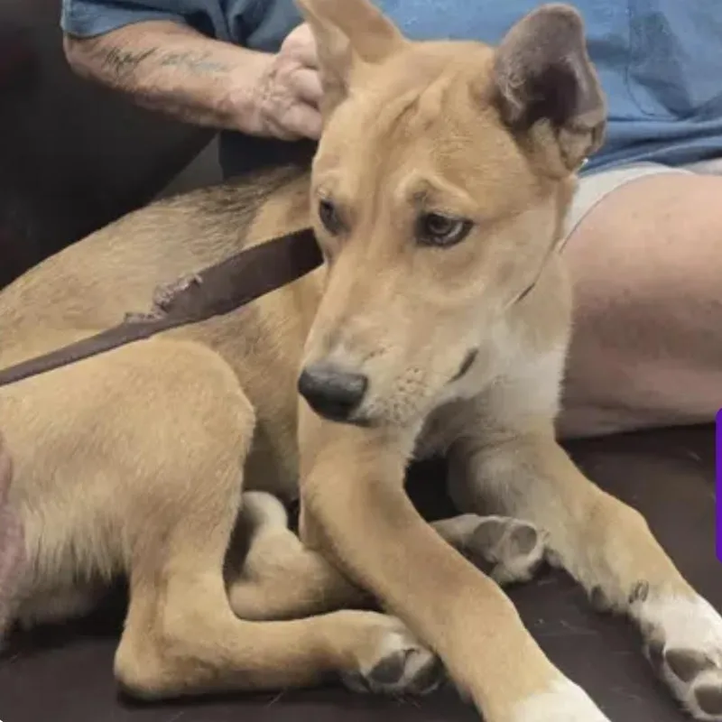 A young medium-sized male Apricot / Beige Shepherd dog named Dawson Luna for adoption in Las Vegas, NV