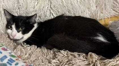 A baby small-sized female Domestic Short Hair cat named Clarabelle for adoption in Conway, SC