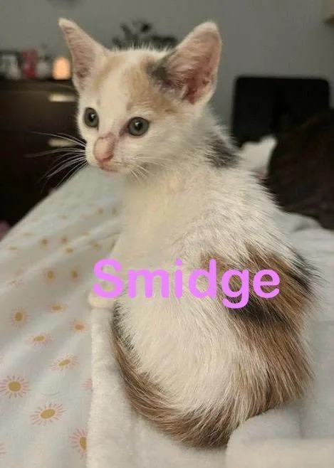 A young small-sized female Calico cat named Smidge for adoption in New Bern, NC