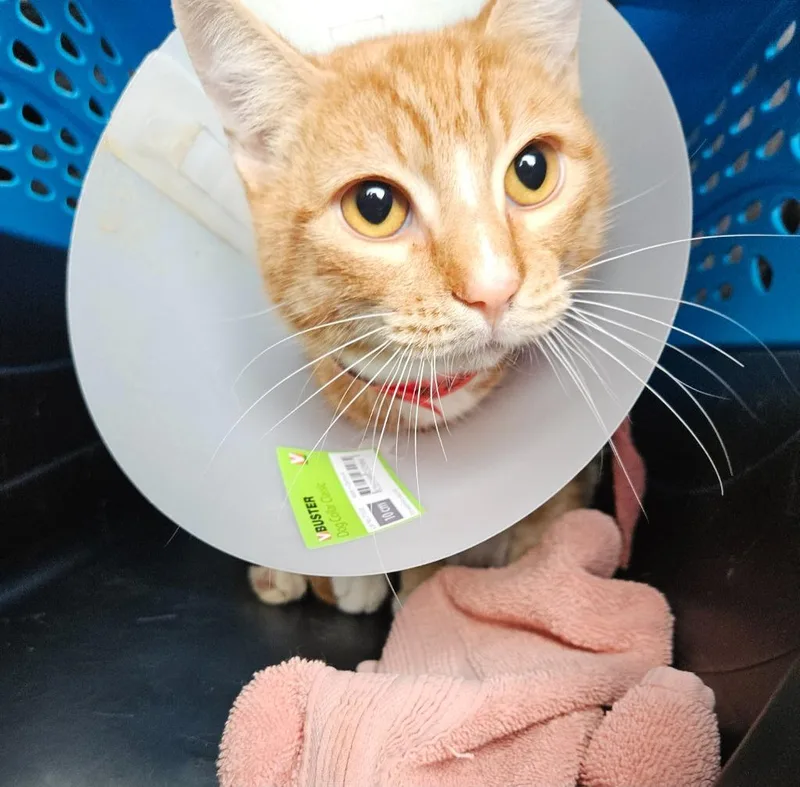 A young small-sized male Domestic Short Hair cat named Ringo for adoption in Los Angeles, CA