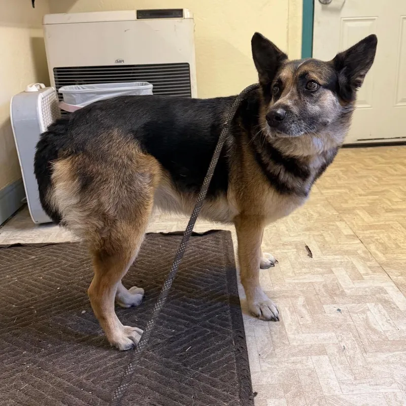 An adult medium-sized female Shepherd dog named STRAY FOUND on for adoption in Mount Shasta, CA